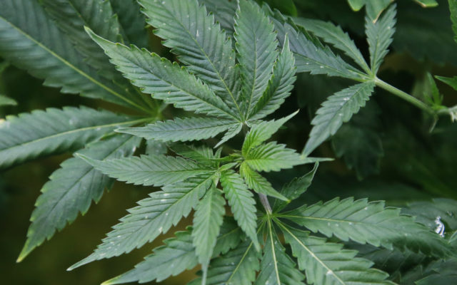 Marijuana legalization bill nears House floor vote next week